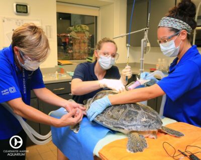 From Orlando: Clearwater Beach and Marine Aquarium Admission - Underwater viewing platforms: what you’re likely to see