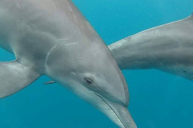 Full Day Private Mnemba Island + Turtles Aquarium & Kendwa Beach - Mnemba Island: dolphin swim time, reserved reefs, and a low-tide sandbank