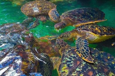 Full Day Private Mnemba Island + Turtles Aquarium & Kendwa Beach - Baraka Natural Aquarium in Nungwi: sea turtles and photo time