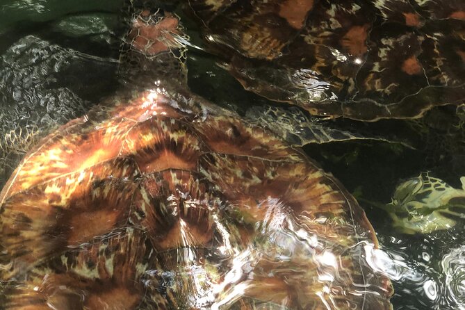 Full Day Private Mnemba Island + Turtles Aquarium & Kendwa Beach - Crowds and sea conditions: how to protect your snorkeling enjoyment
