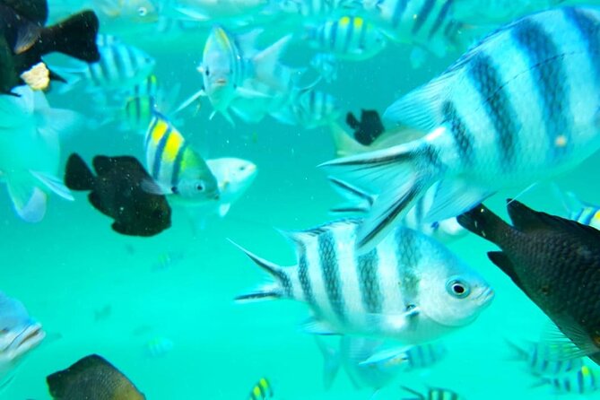 Full Day Private Mnemba Island + Turtles Aquarium & Kendwa Beach - Who this tour suits best (and who might feel it’s not their style)