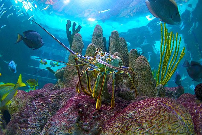 Full-Day Tour of Florida Keys Including Aquarium Encounters from Key West - The Overseas Highway by Air-Conditioned Van