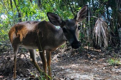 Full-Day Tour of Florida Keys Including Aquarium Encounters from Key West - Key Deer Refuge Safari and Blue Hole Wildlife Chances