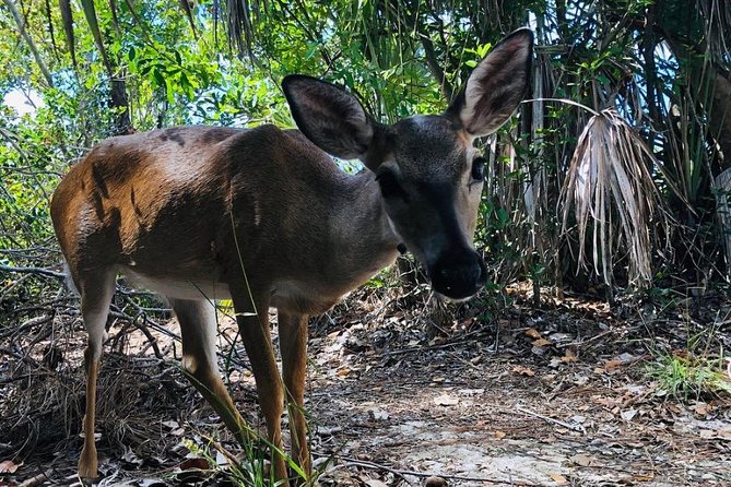 Full-Day Tour of Florida Keys Including Aquarium Encounters from Key West - Key Deer Refuge Safari and Blue Hole Wildlife Chances