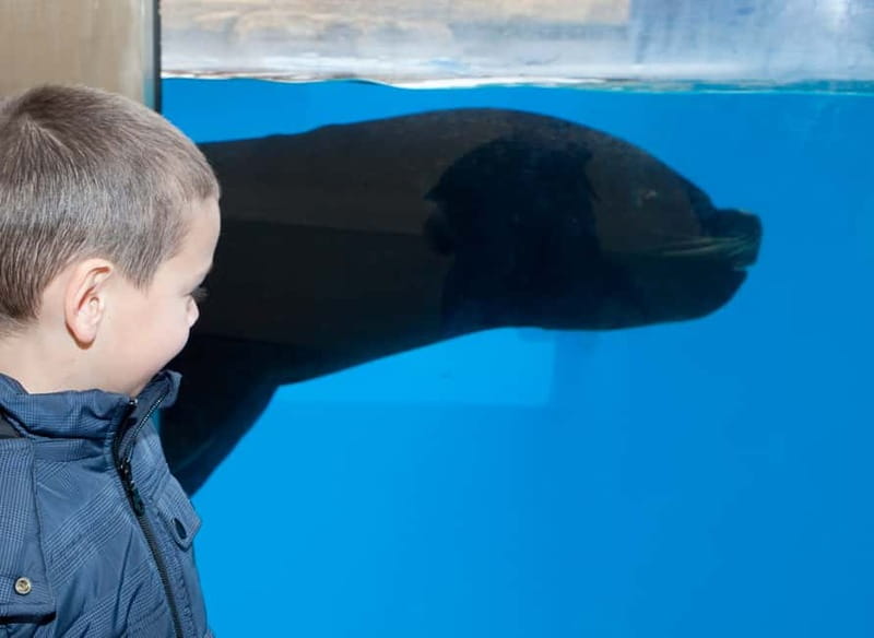 Gardaland SEA LIFE Aquarium: Open Date Entry Ticket - Timing, entry rules, and what your day actually looks like
