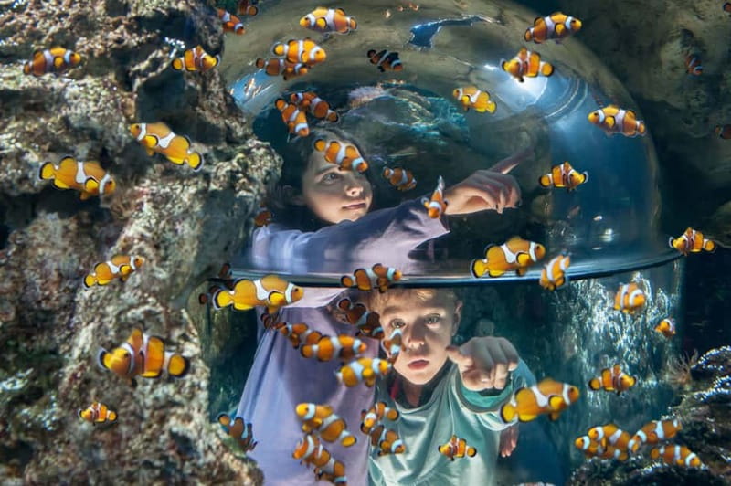 Gardaland SEA LIFE Aquarium: Open Date Entry Ticket - The route through 40 themed tanks: the best way to get value from your ticket