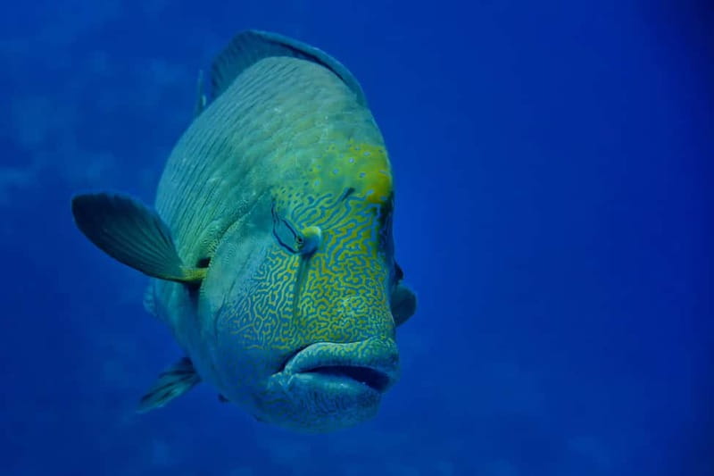 Gardaland SEA LIFE Aquarium: Open Date Entry Ticket - Oceanic Tank thrill: sharks, stingrays, and undisturbed swimming