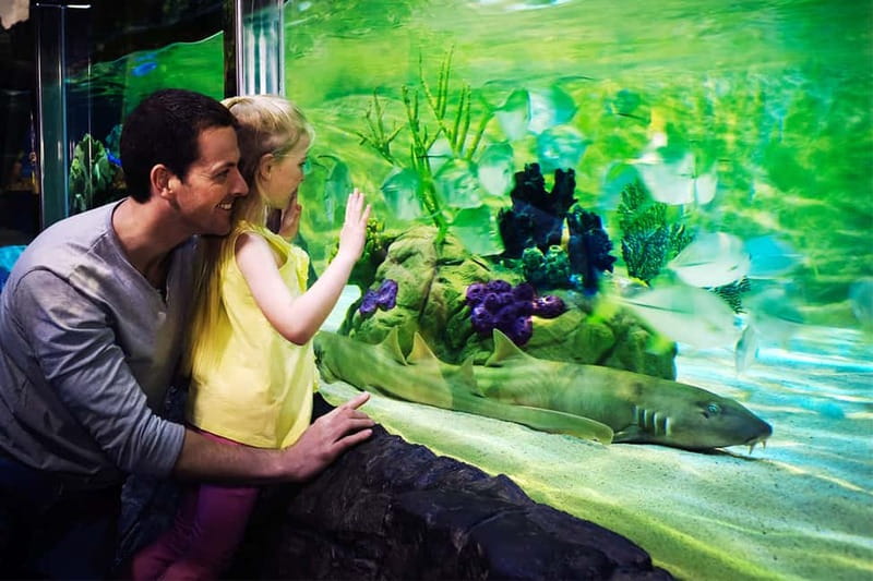 Gardaland SEA LIFE Aquarium: Open Date Entry Ticket - Sea lions and the show schedule you should not gamble on