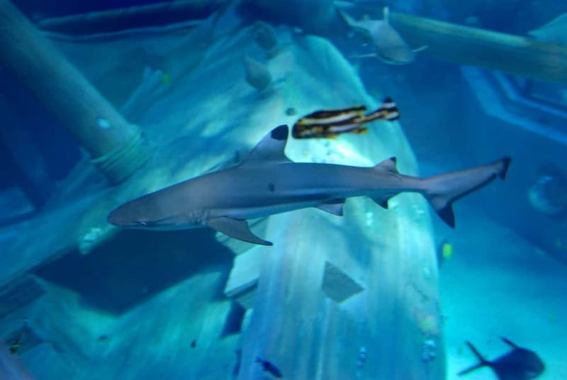 Gardaland SEA LIFE Aquarium: Open Date Entry Ticket - Practical rules that affect your comfort (and your sanity)