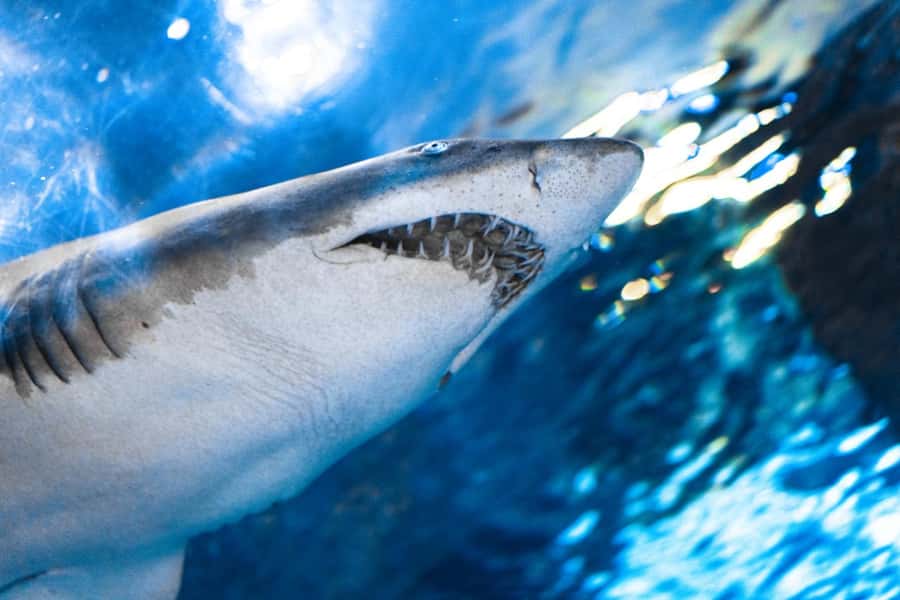 Gatlinburg: Ripley's Aquarium of the Smokies & Combo Ticket - Key Things to Know Before You Go
