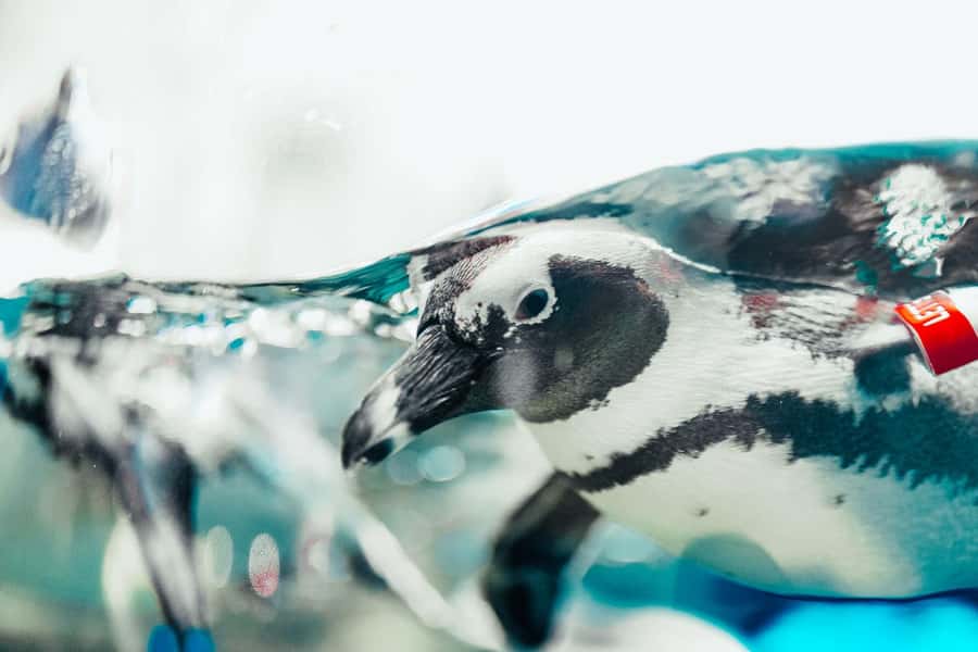 Gatlinburg: Ripley's Aquarium of the Smokies & Combo Ticket - Gatlinburg Aquarium + Combo Ticket: Why This Mix Works