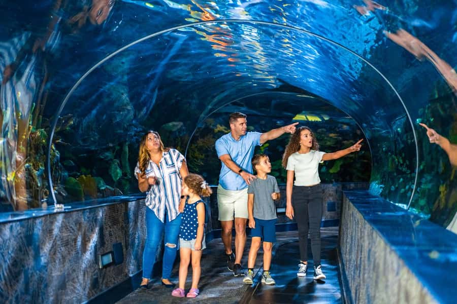 Gatlinburg: Ripley's Aquarium of the Smokies & Combo Ticket - Touch Tanks: The Hands-On Part Most People Love