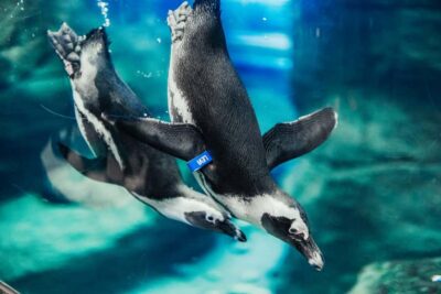 Gatlinburg: Ripley's Aquarium of the Smokies & Combo Ticket - Ripley’s Aquarium: Underwater Tunnel and Coral Reef Highlights