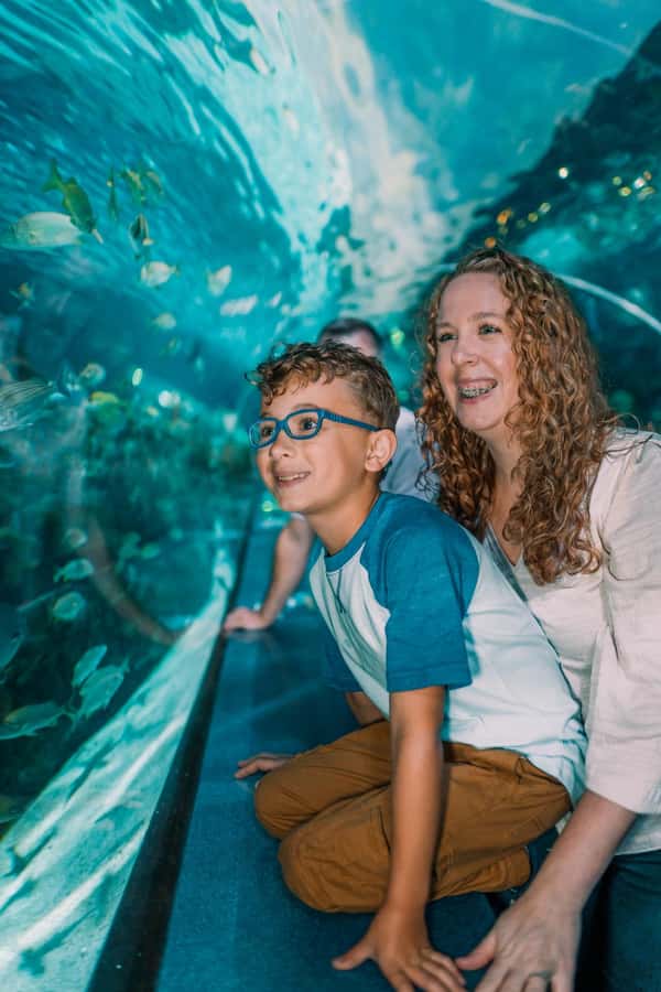 Gatlinburg: Ripley's Aquarium of the Smokies & Combo Ticket - Penguin Playhouse: A Break That Keeps the Day Fun