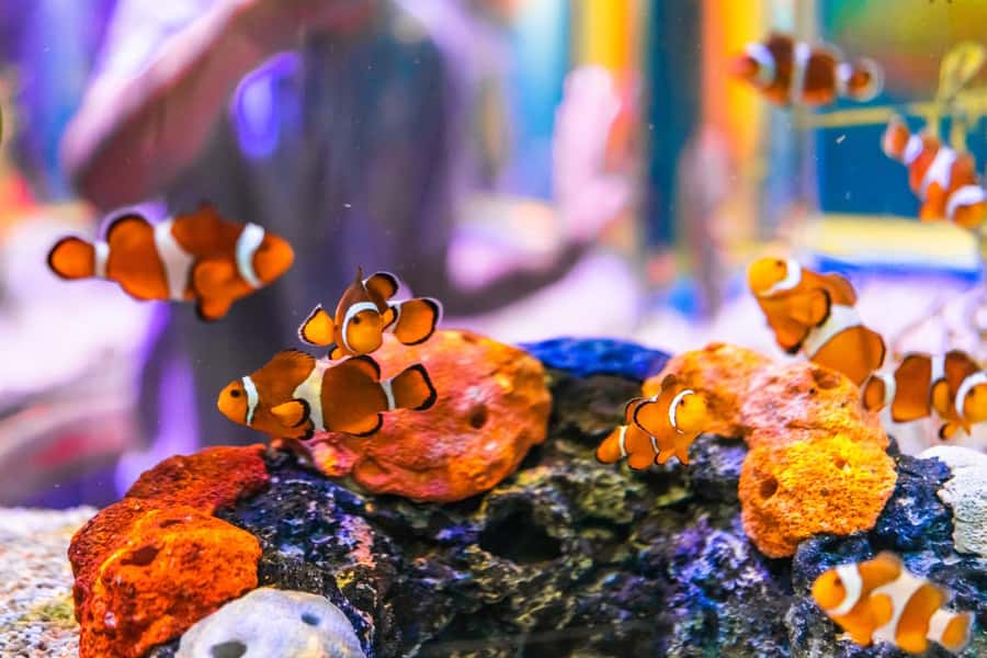 Gatlinburg: Ripley's Aquarium of the Smokies & Combo Ticket - How the Combo Ticket Works: Pick Your Two or Three Extras