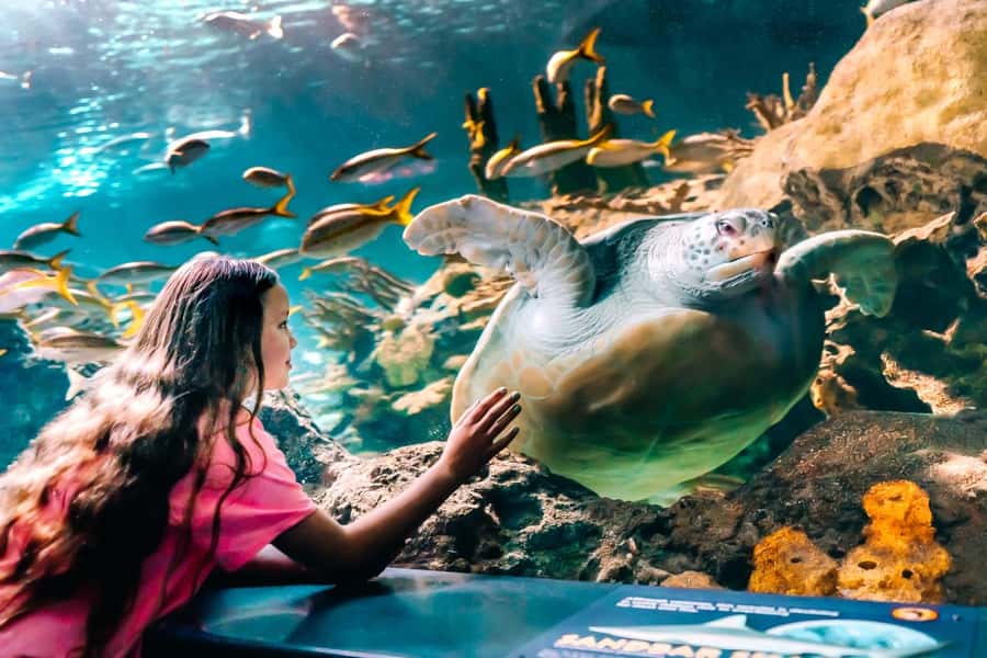 Gatlinburg: Ripley's Aquarium of the Smokies & Combo Ticket - Mirror Maze: Fun, Photos, and a Little Brain Work