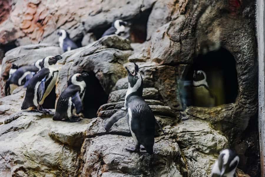 Gatlinburg: Ripley's Aquarium of the Smokies & Combo Ticket - Haunted Adventure and Super Fun Zone: Choose Your Intensity