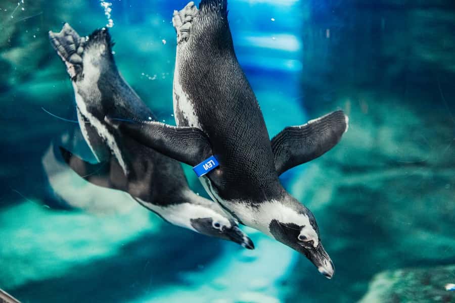 Gatlinburg: Ripley's Aquarium of the Smokies & Combo Ticket - Ripley’s Aquarium: Underwater Tunnel and Coral Reef Highlights