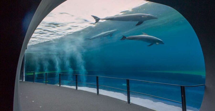 Genoa: Aquarium and FantaCinema Combined Ticket - Price and value: is this $38 one-day ticket a fair deal?