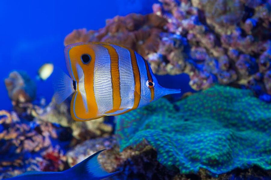 Genoa: Aquarium and FantaCinema Combined Ticket - Putting both together in a real one-day flow