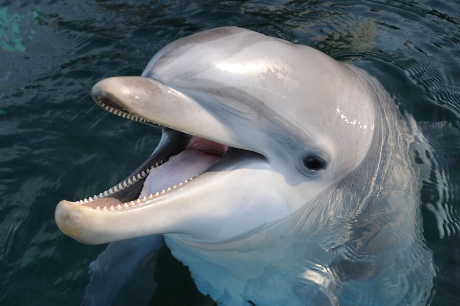 Genoa: Aquarium of Genoa & City of Children and Youth Ticket - Key things to know before you go