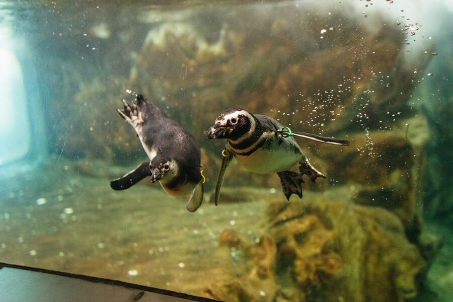 Genoa: Aquarium of Genoa Entry Ticket - Key things to know before you go