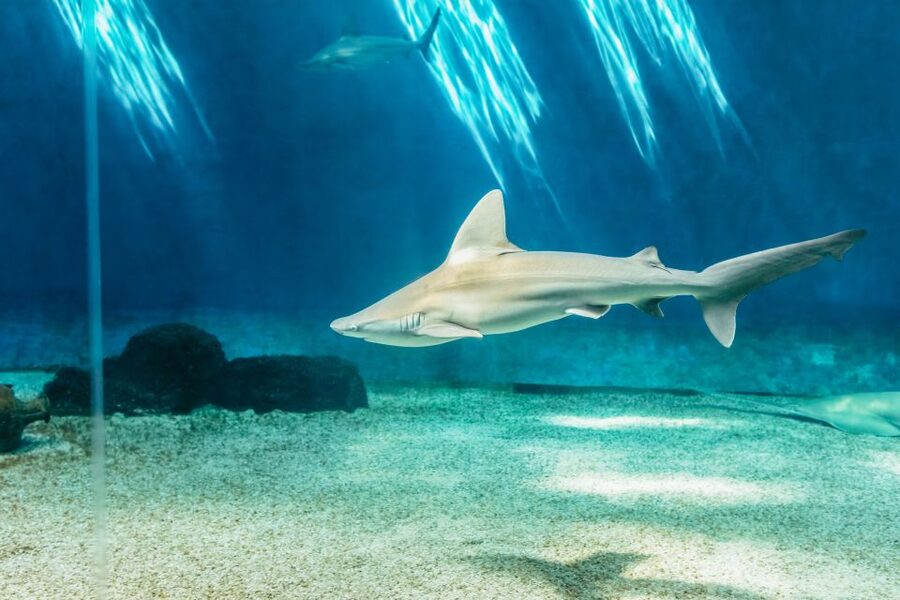 Genoa: Aquarium of Genoa Entry Ticket - Who this Genoa Aquarium visit is perfect for