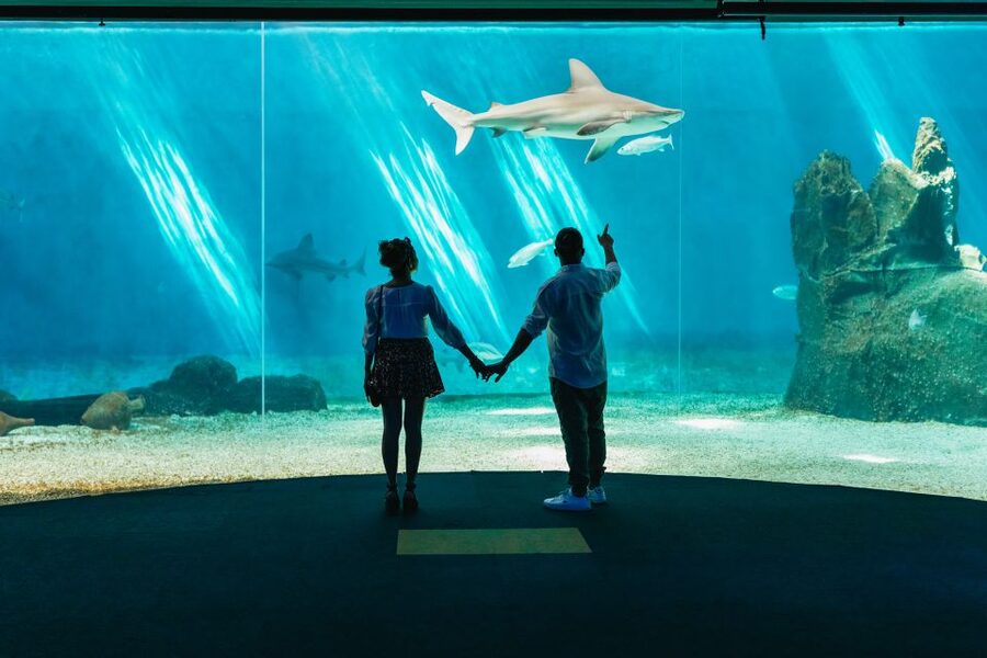 Genoa: Aquarium of Genoa Entry Ticket - Antarctic penguins, sharks, seals, jellyfish: what to prioritize first