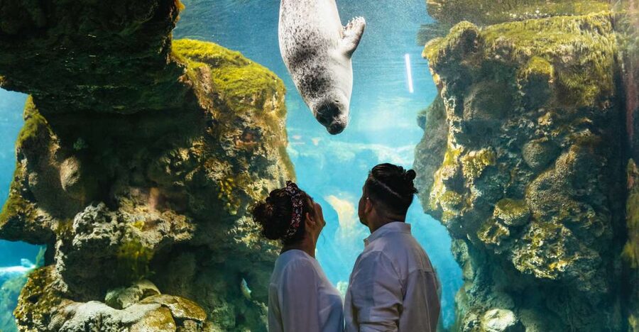 Genoa: Aquarium of Genoa Entry Ticket - Lunch and snacks: focaccia tasting, street food options, and ice cream