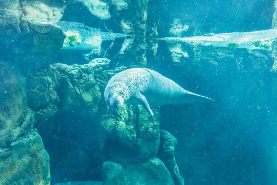 Genoa: Aquarium of Genoa Entry Ticket - Timing tips: when to go for fewer crowds and better viewing