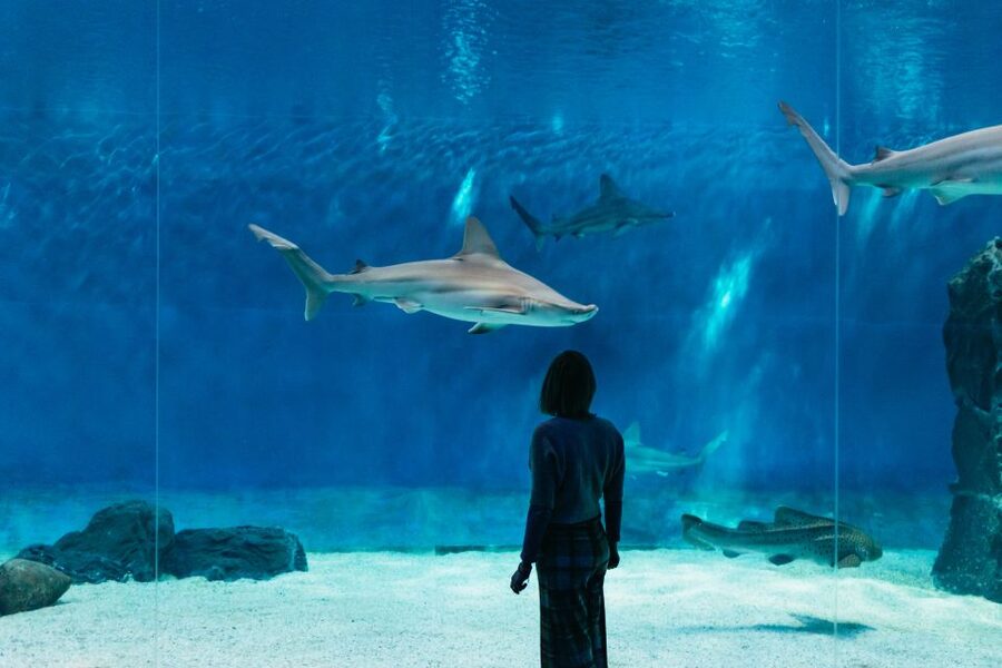 Genoa: Aquarium of Genoa with Lunch - Key Things to Know Before You Go