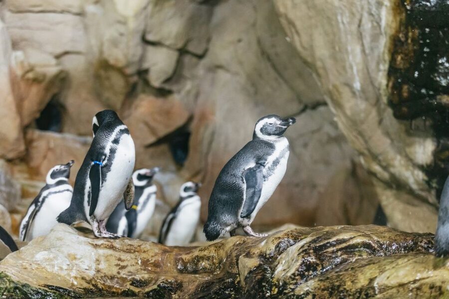 Genoa: Aquarium of Genoa with Lunch - Genoa Aquarium and Tender Cafè: how the day actually feels
