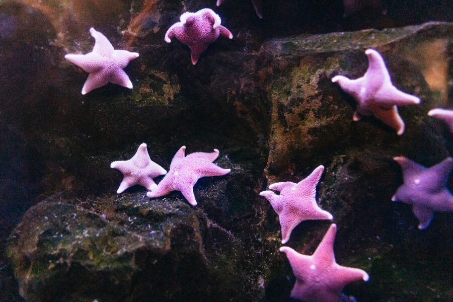 Genoa: Aquarium of Genoa with Lunch - Entering at Ponte Spinola: the one location to find