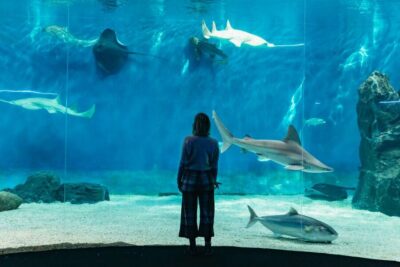 Genoa: Aquarium of Genoa with Lunch - Price and value: why $42 makes sense for some people