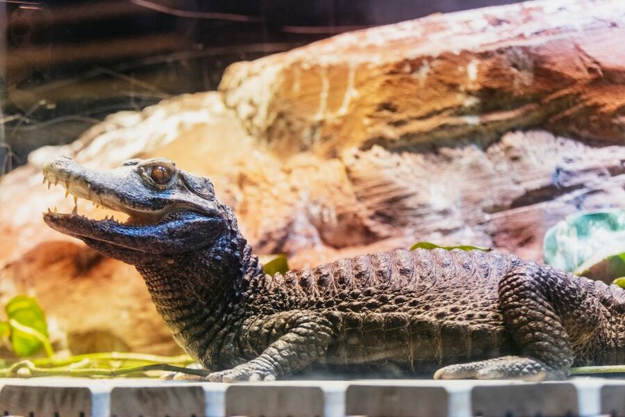 Genoa: Aquarium of Genoa with Lunch - Rules that affect your day (pets, tickets, and little kids)