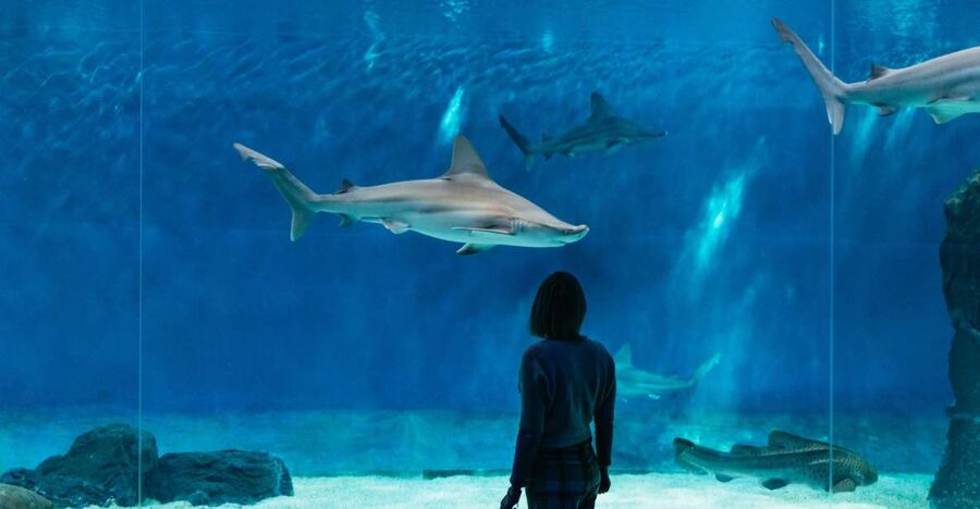 Genoa: Aquarium of Genoa with Lunch - Who should book this Genoa Aquarium with Lunch?