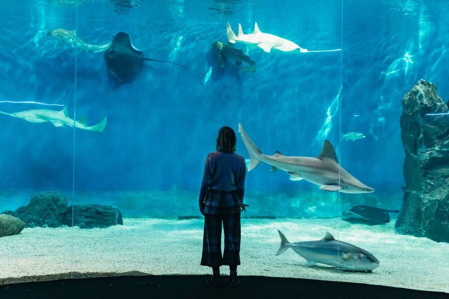 Genoa: Aquarium of Genoa with Lunch - Price and value: why $42 makes sense for some people
