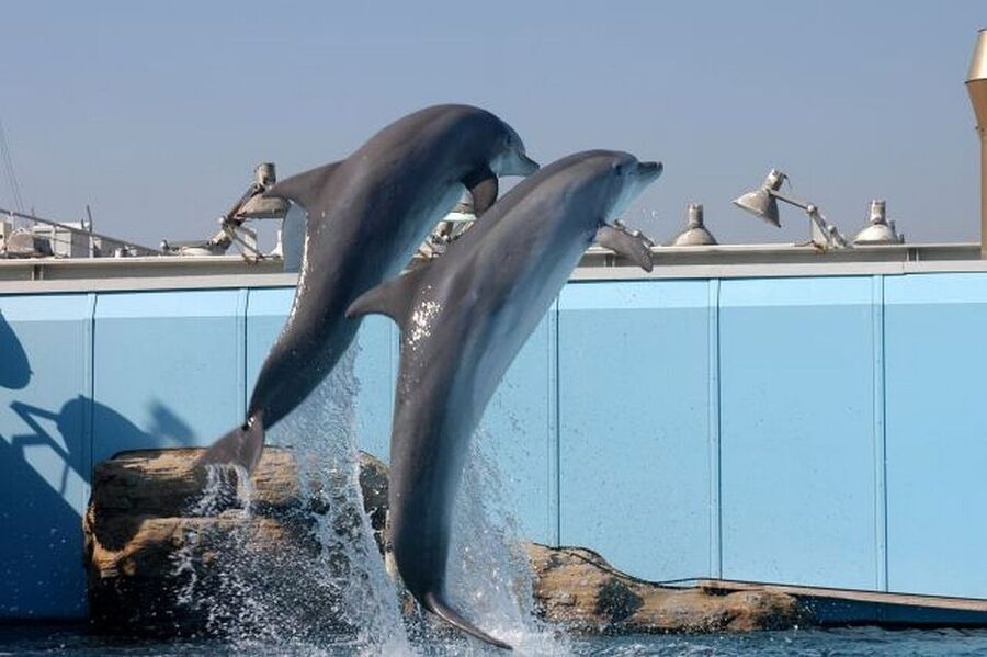 Genoa: World-Famous Aquarium and Lighthouse Combo Ticket - Genoa Aquarium: Italy’s Largest, with 70+ Exhibitions and 600 Species