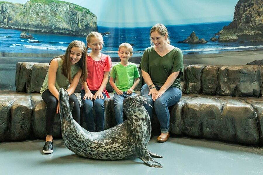Georgia Aquarium: Sea Lion Encounter - Sea Lion Encounter at Georgia Aquarium: What You’re Really Buying