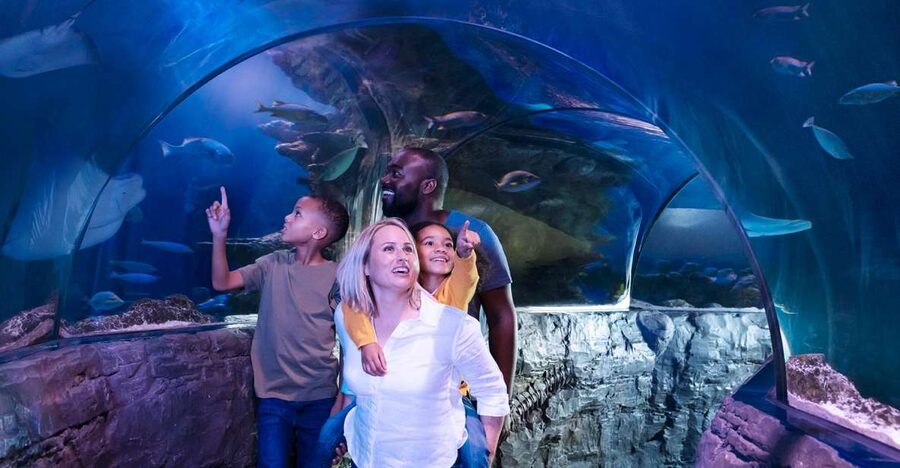 Grapevine: SEA LIFE Grapevine Aquarium General Admission - Stingray Bay: the ray moment you’ll talk about later