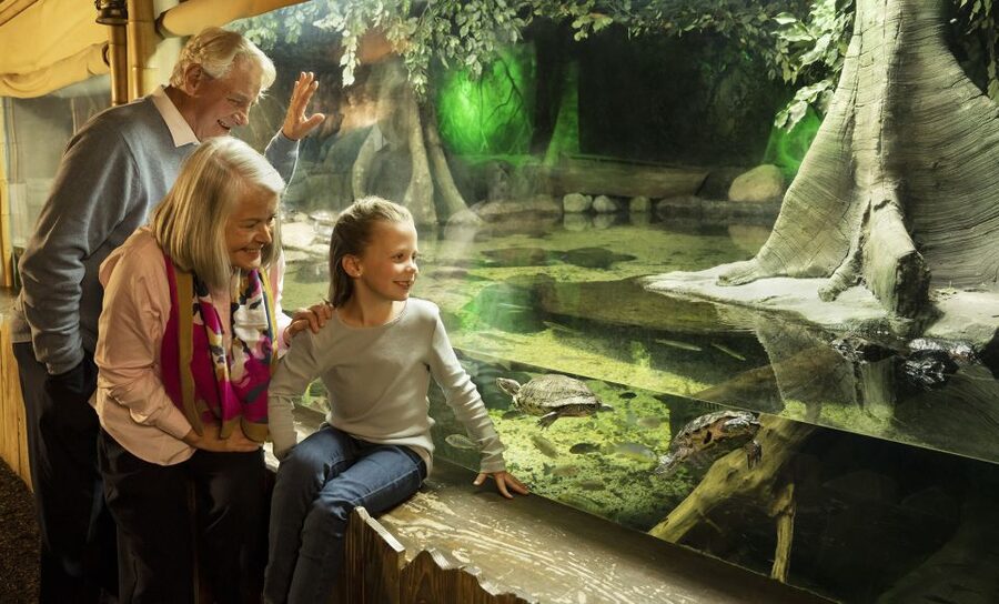 Grapevine: SEA LIFE Grapevine Aquarium General Admission - Your best first move: how to enjoy the layout without rushing