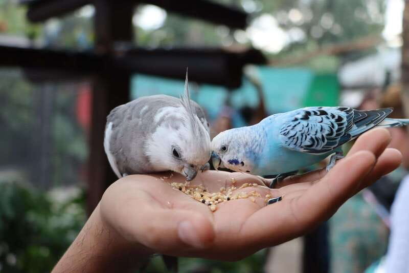 Guadalajara: ticket to Michin Aquarium - Feeding and animal interaction: included farm feed plus hands-on moments