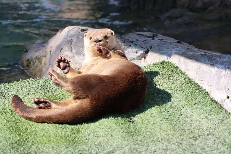 Guadalajara: ticket to Michin Aquarium - First stop: Acuario Michin Guadalajara, and how to plan your day