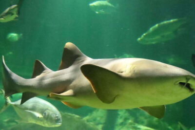 Guadalajara: ticket to Michin Aquarium - How the visit flows: pavilions first, then the play zone