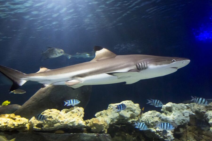 Hanover: SEA LIFE Entry Ticket - A one-day aquarium in Hanover’s Herrenhäuser Gärten area