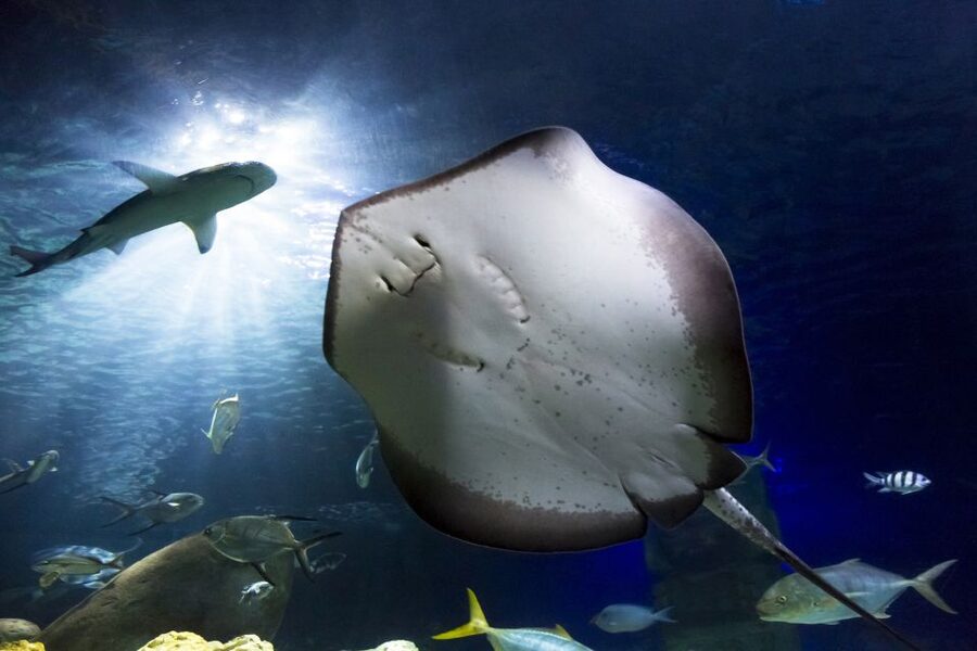 Hanover: SEA LIFE Entry Ticket - Rainforest green house and the jungle ranger moment