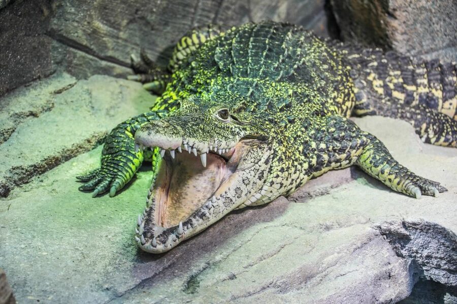 Hanover: SEA LIFE Entry Ticket - Ticket price and value: is $19 a fair deal?