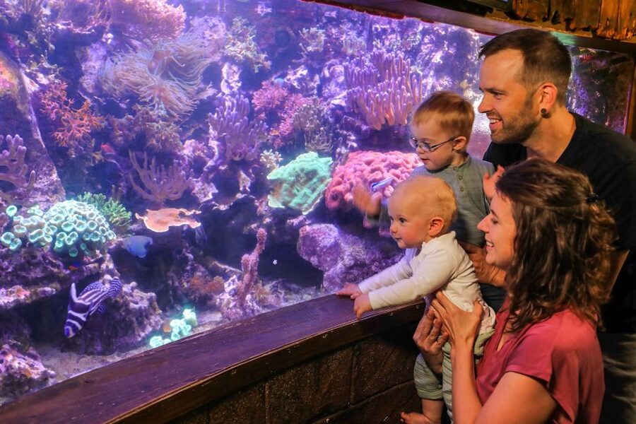 Hanover: SEA LIFE Entry Ticket - Animal Crossing theme weeks with Tom Nook meet-and-greets