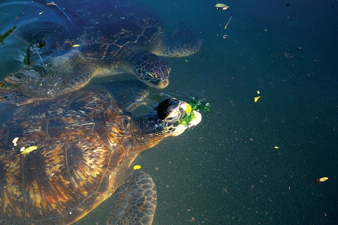 Horse Ride + Swimming with Turtles in Aquarium at Nungwi Beach - Practical tips that will make your day smoother