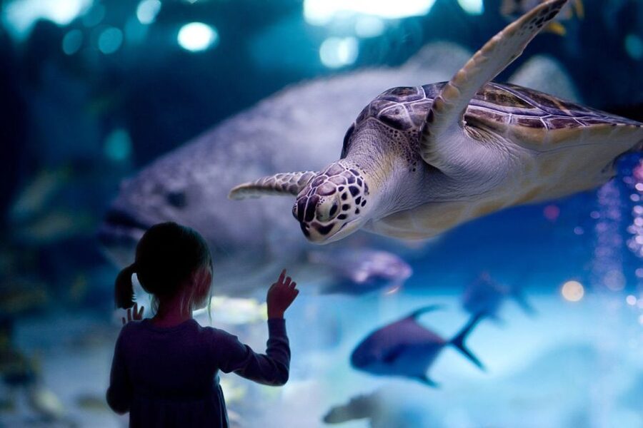 Houston Tour and Aquarium Ticket - The Downtown Aquarium ticket: what’s included and how to make it work